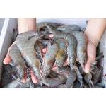 Shrimps  Series虾类