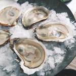 Shellfish  Series 贝壳类