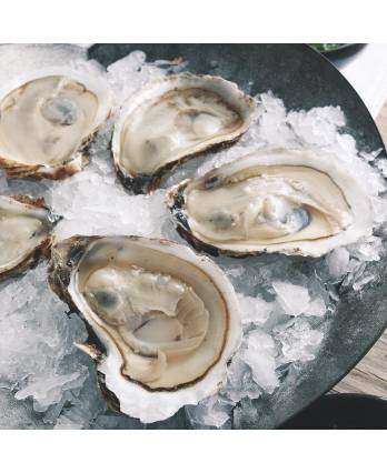 Shellfish  Series 贝壳类