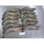Shrimps  Series虾类