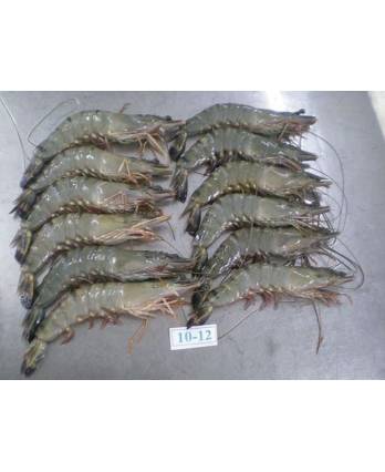 冻老虎虾 Frozen Tiger Prawn HOSO (1kg)