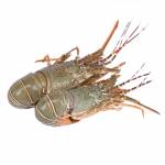 Shrimps  Series虾类