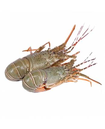 活冻龙虾 200/300 Frozen Lobster (1kg)