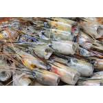 Shrimps  Series虾类