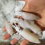 Sotong & Cuttlefish  Series  苏东/墨鱼类