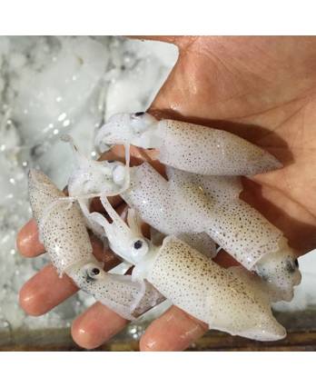 整苏东仔 5/7cm (2-3inch) Baby Sotong (10kg/pkt)