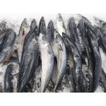Fish Series 鱼类