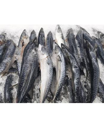 冻巴当鱼 Frozen Whole Batang (1kg)