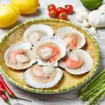 Shellfish  Series 贝壳类