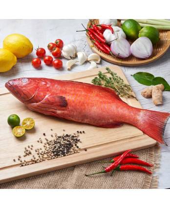 冻小红斑鱼 600/1000g Frozen Small Red Grouper (1kg)