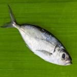 Fish Series 鱼类