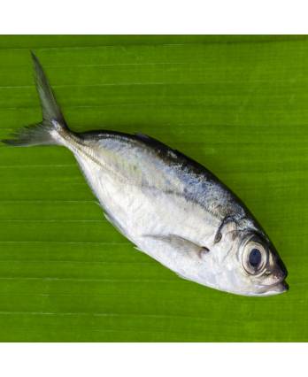 自冻色拉鱼 6/8 Frozen Selar Fish (1kg)