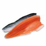 Fish Series 鱼类