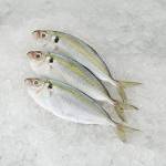 Fish Series 鱼类