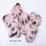 Sotong & Cuttlefish  Series  苏东/墨鱼类