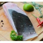 Fish Series 鱼类