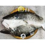 Fish Series 鱼类