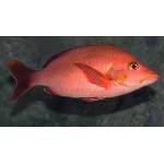 Fish Series 鱼类