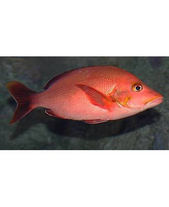 红鸡鱼尾 Red Snapper Fish Tail (1kg)