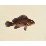 Fish Series 鱼类