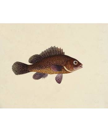 自冻花斑鱼 Frozen Flower Grouper (1kg)