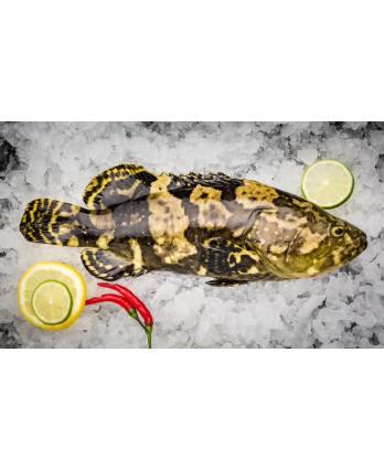 龙虎斑(杀) Dragon Tiger Grouper (Cleaned) (1kg)