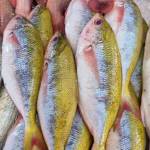 Fish Series 鱼类