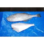Fish Series 鱼类