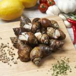 Shellfish  Series 贝壳类