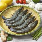 Shrimps  Series虾类