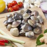 Shellfish  Series 贝壳类