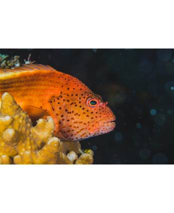 冻大红斑鱼 Fresh Red Grouper Fish (1kg)