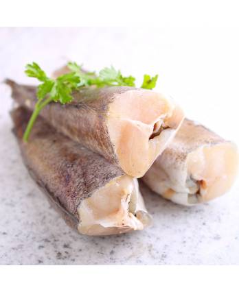 Fish Series 鱼类