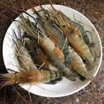 Shrimps  Series虾类