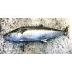Fish Series 鱼类
