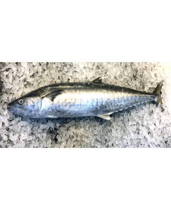 飞机新鲜巴当鱼 Fresh Whole Batang Fish Grade A (1kg)