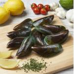 Shellfish  Series 贝壳类