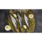 Fish Series 鱼类