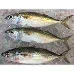 Fish Series 鱼类