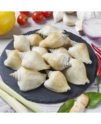 冻白贡贡 Frozen White Gong Gong (1kg)
