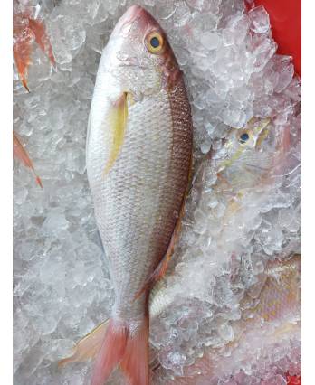 红哥里鱼(净) 4/6 Angoli Fish (Cleaned) (1kg)