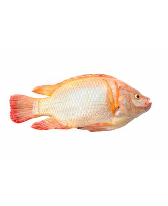 冻红罗非鱼 Frozen Red Tilapia (1kg)