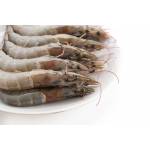 Shrimps  Series虾类