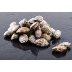 Shellfish  Series 贝壳类