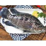 Fish Series 鱼类