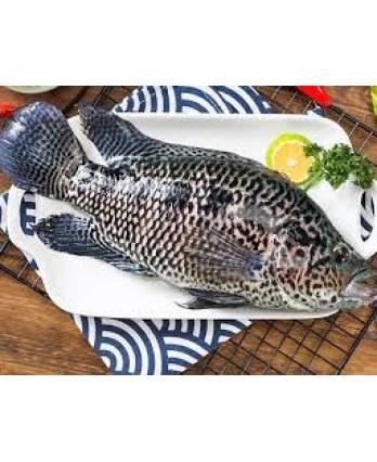 冻花斑鱼 300/500g Frozen Flower Grouper (1kg)