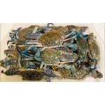 Crab  Series 蟹类