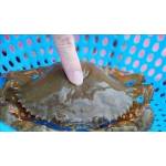 Crab  Series 蟹类