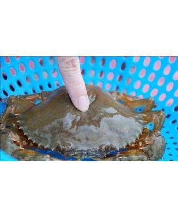 冻软壳蟹 Frozen Soft Crab (1kg)