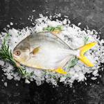 Fish Series 鱼类